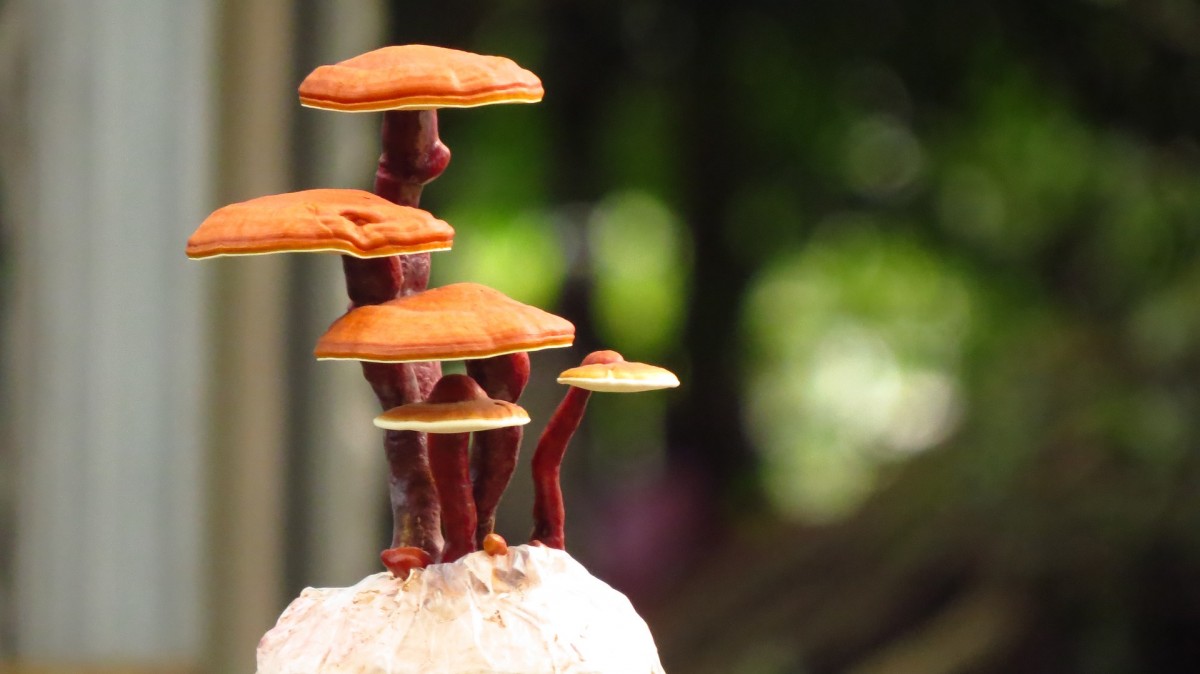 Benefits of Reishi Mushrooms