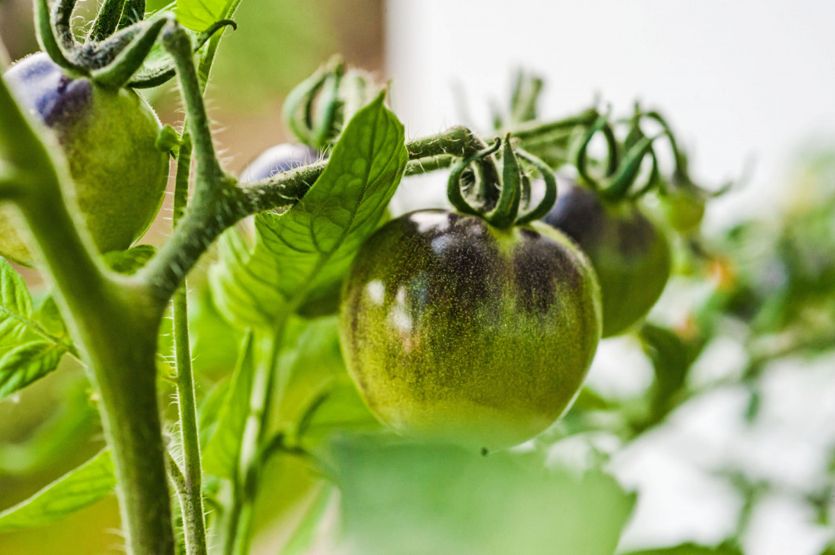 best fruit and veg to grow on balconies